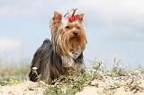 YORKSHIRE TERRIER 077